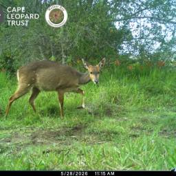 Bushbuck ~ bosbok